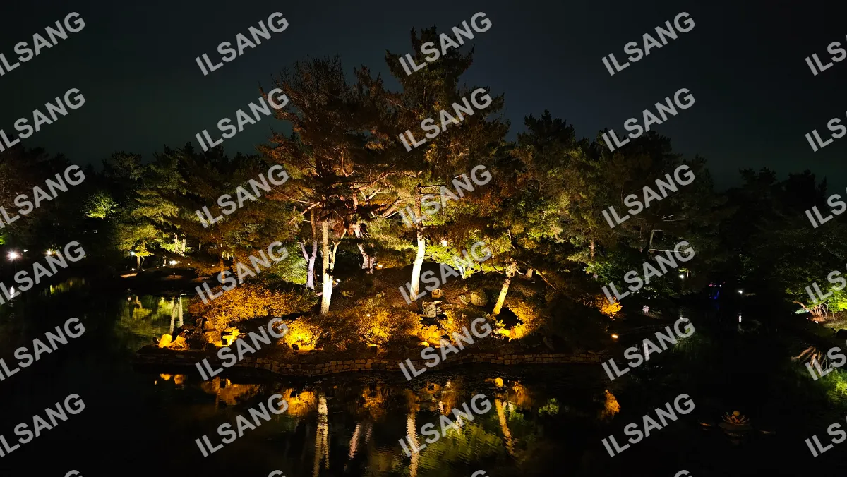 A beautifully lit tree with a reflection in the water.