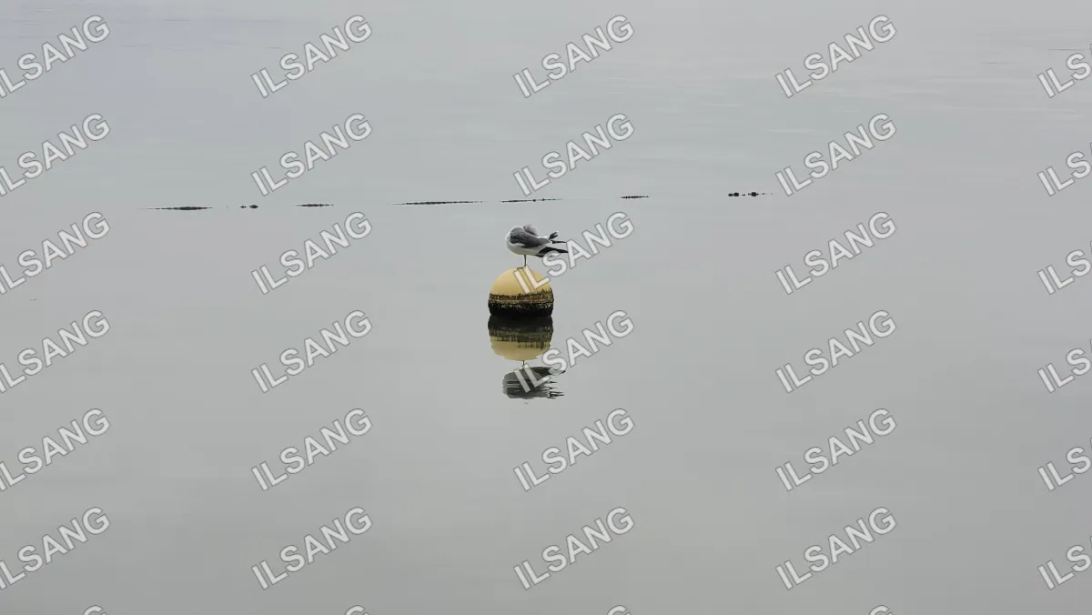 A bird is standing on a buoy in the water.