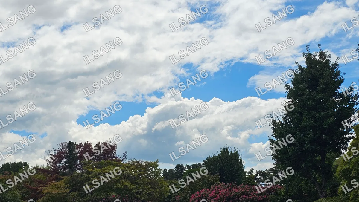 A cloudy blue sky with a tree in the foreground.