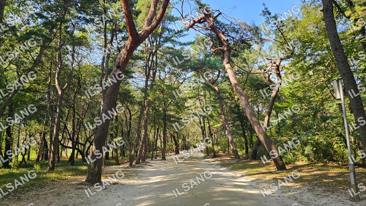 A dirt road is surrounded by trees and bushes.