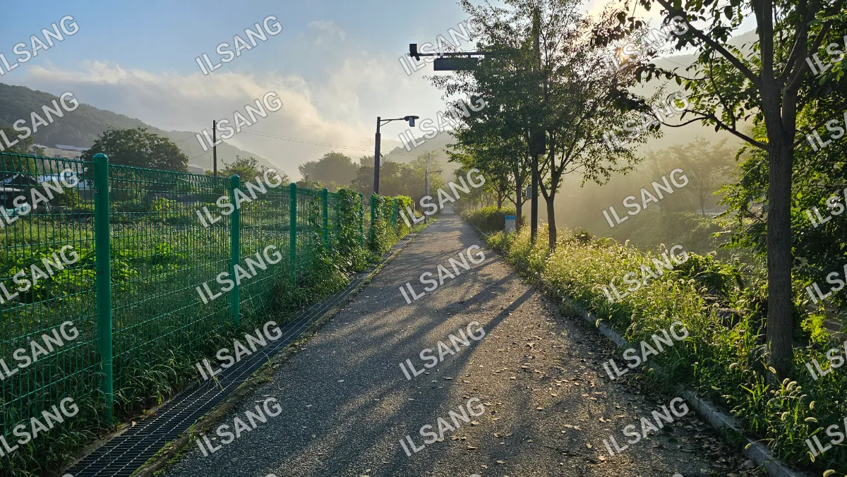 A dirt road with trees on either side.