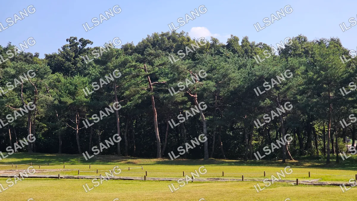 A forest of pine trees with a clear blue sky above.