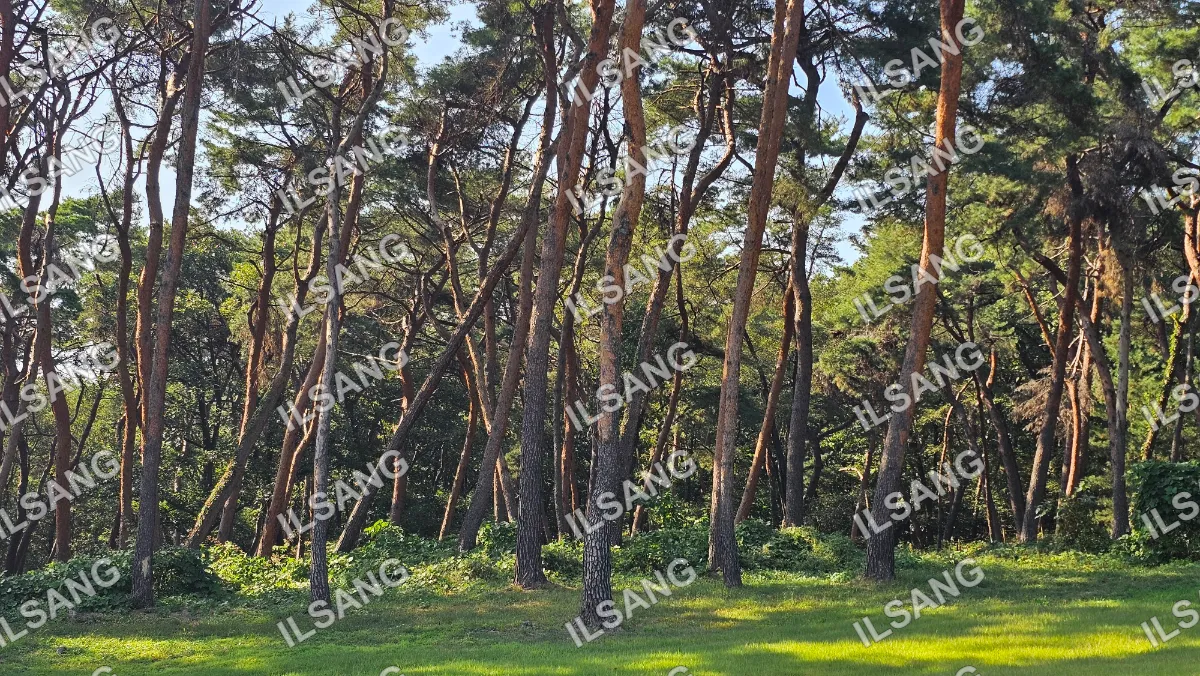 A forest of trees with a blue sky above.