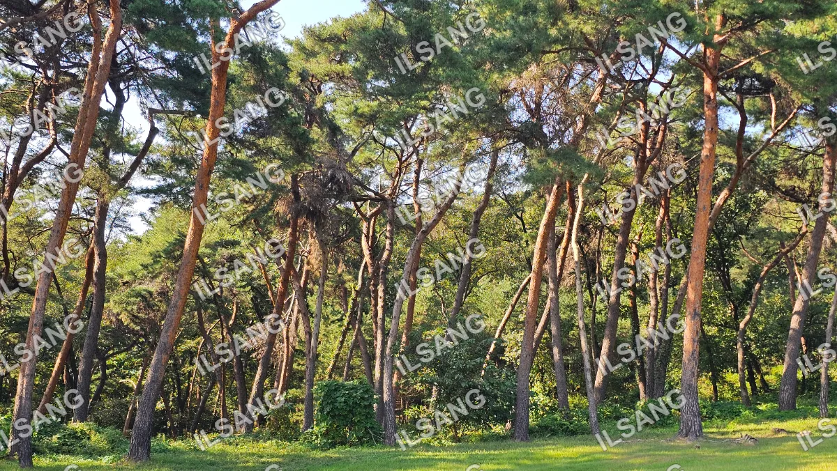 A forest of trees with a blue sky above.