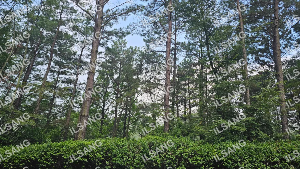 A forest of trees with a blue sky above.