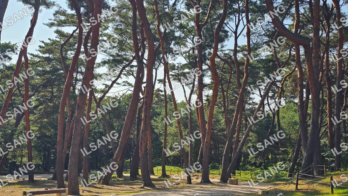 A forest of trees with a dirt road in the middle.