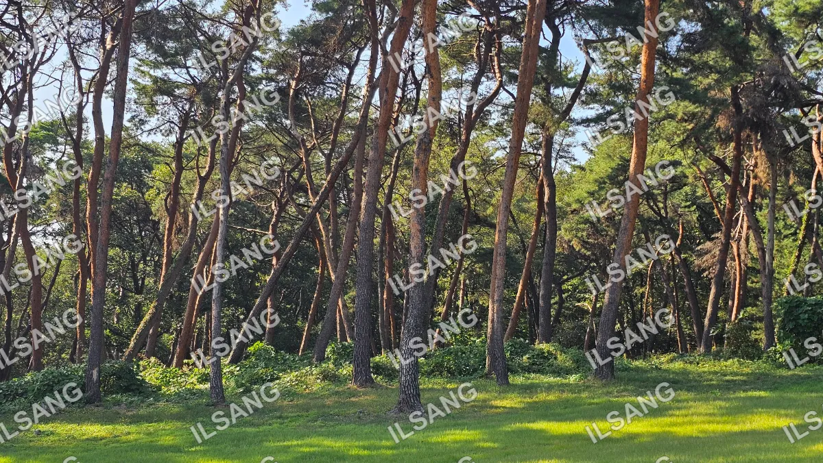 A forest of trees with a green grassy area.
