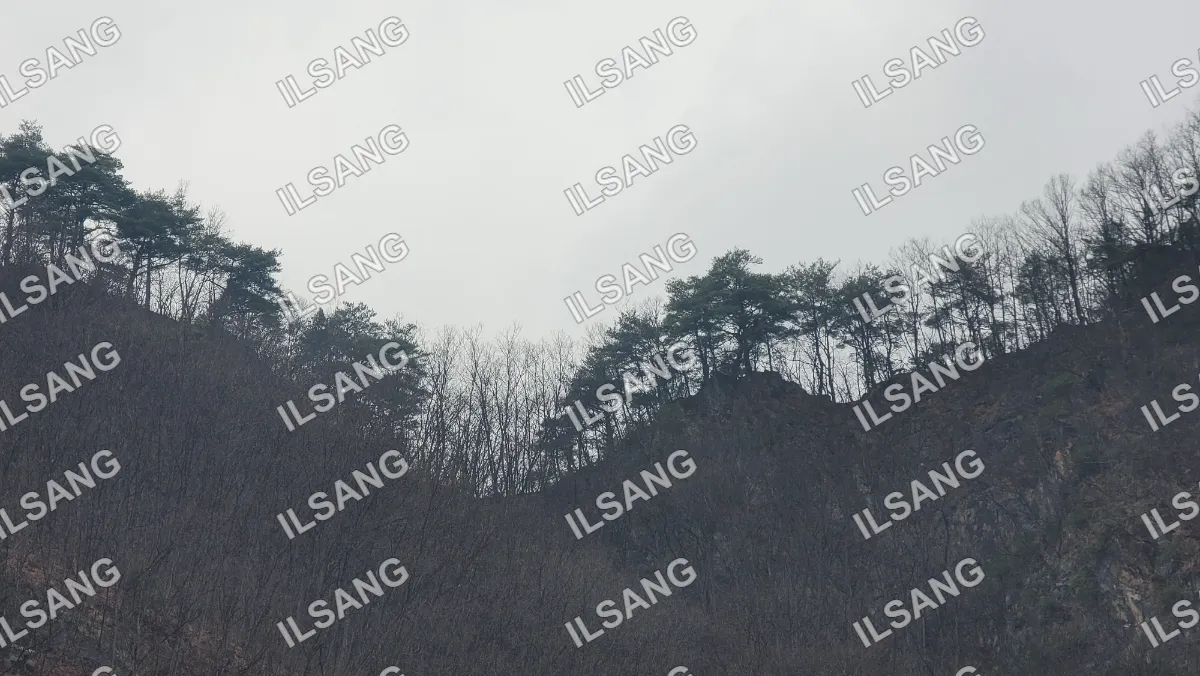 A forest of trees with a mountain in the background.