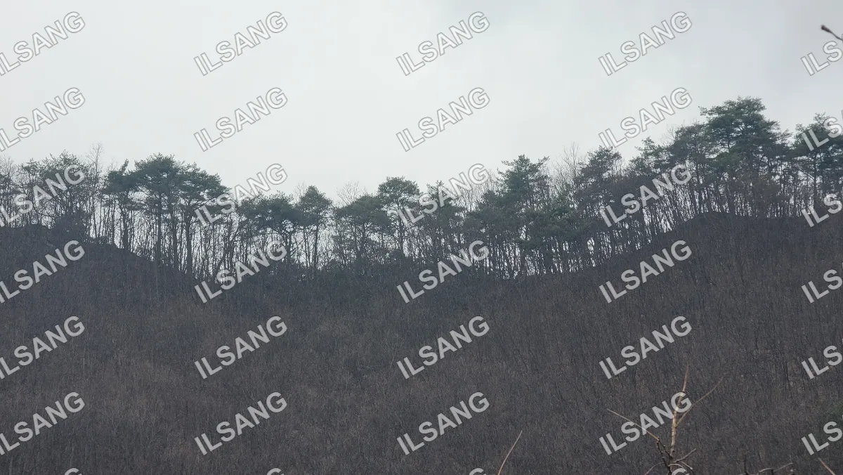 A forest of trees with no leaves on them.