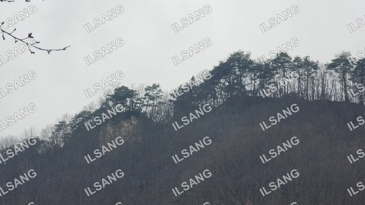 A forest of trees with no leaves on them.