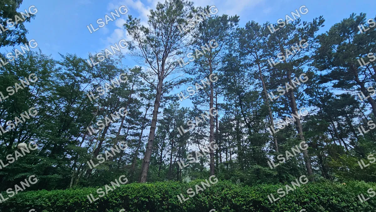 A group of trees in a forest with a blue sky above.