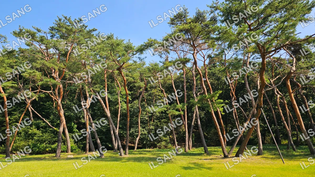 A group of trees with a blue sky above.