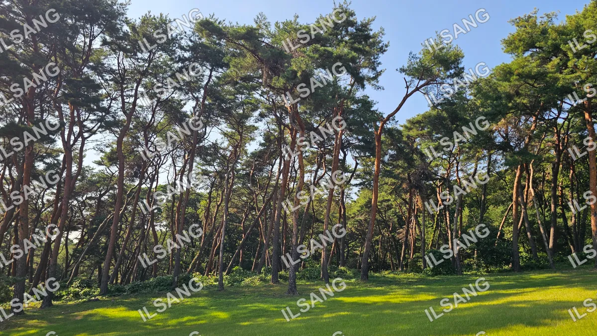 A group of trees with a blue sky in the background.