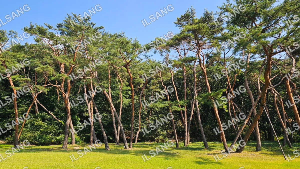 A group of trees with a blue sky in the background.