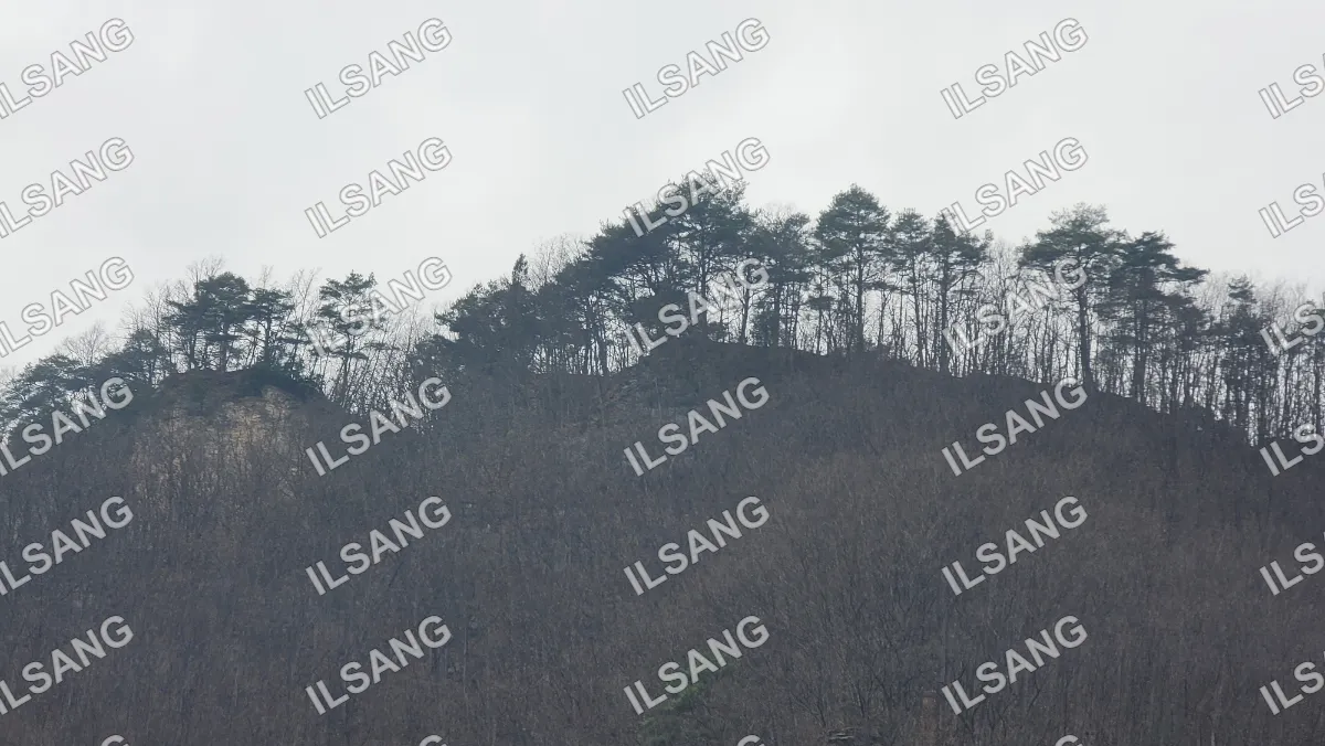 A hillside with trees and a sky background.