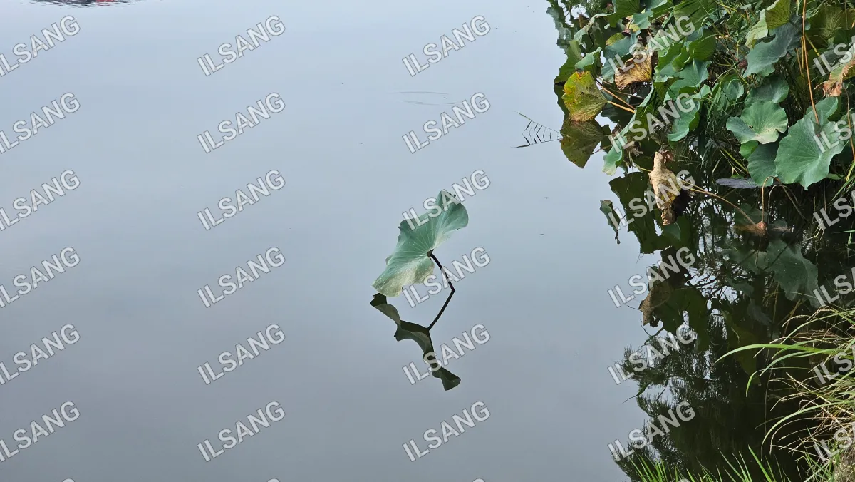 A leaf is floating on the water.
