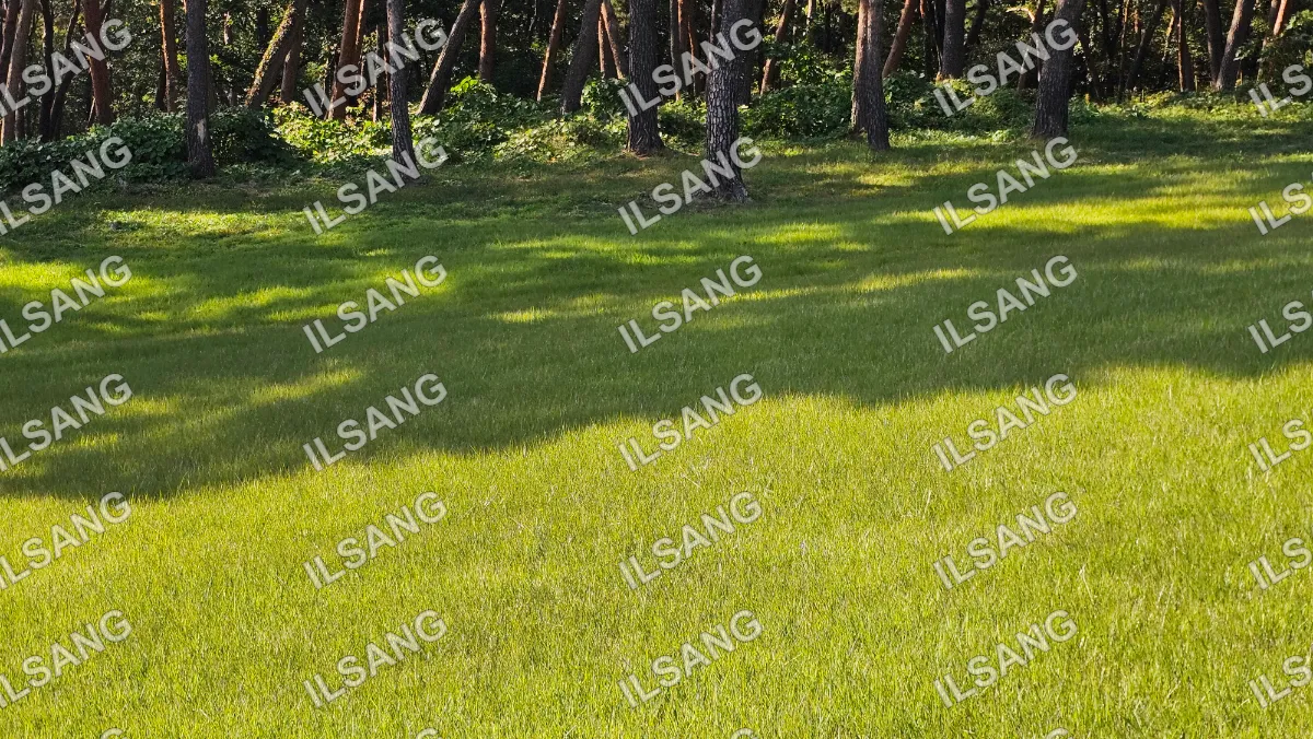 A lush green field with trees in the background.