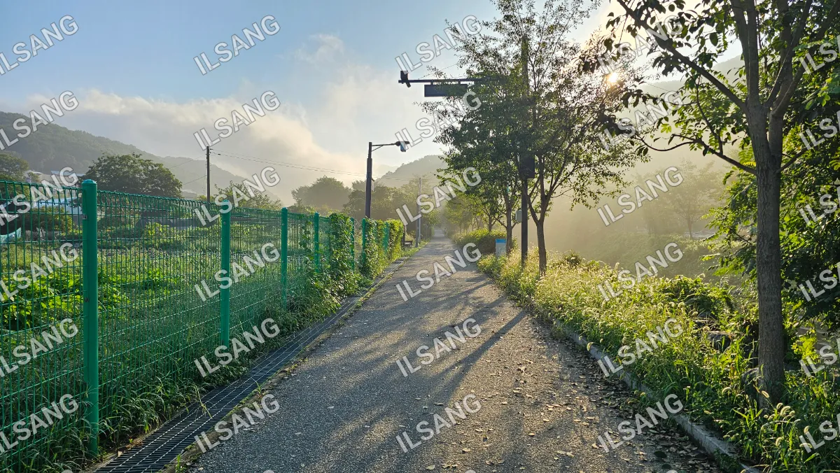 A pathway in a forest with trees and a street light.