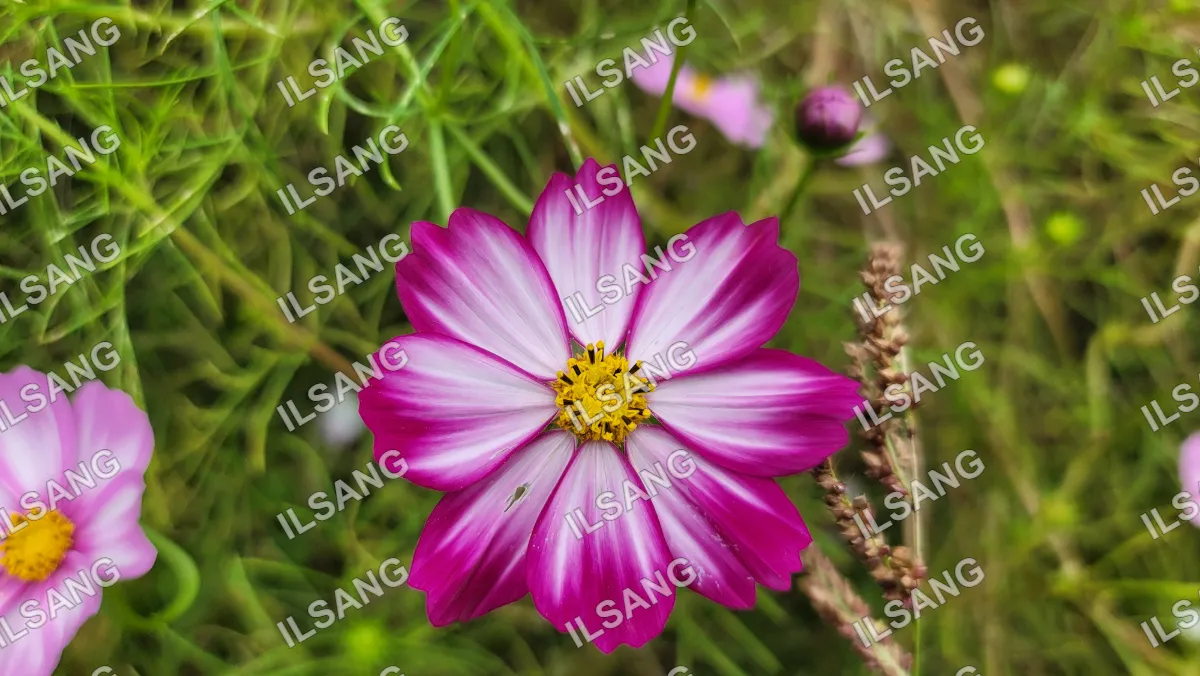 A pink flower with yellow center is in a field.