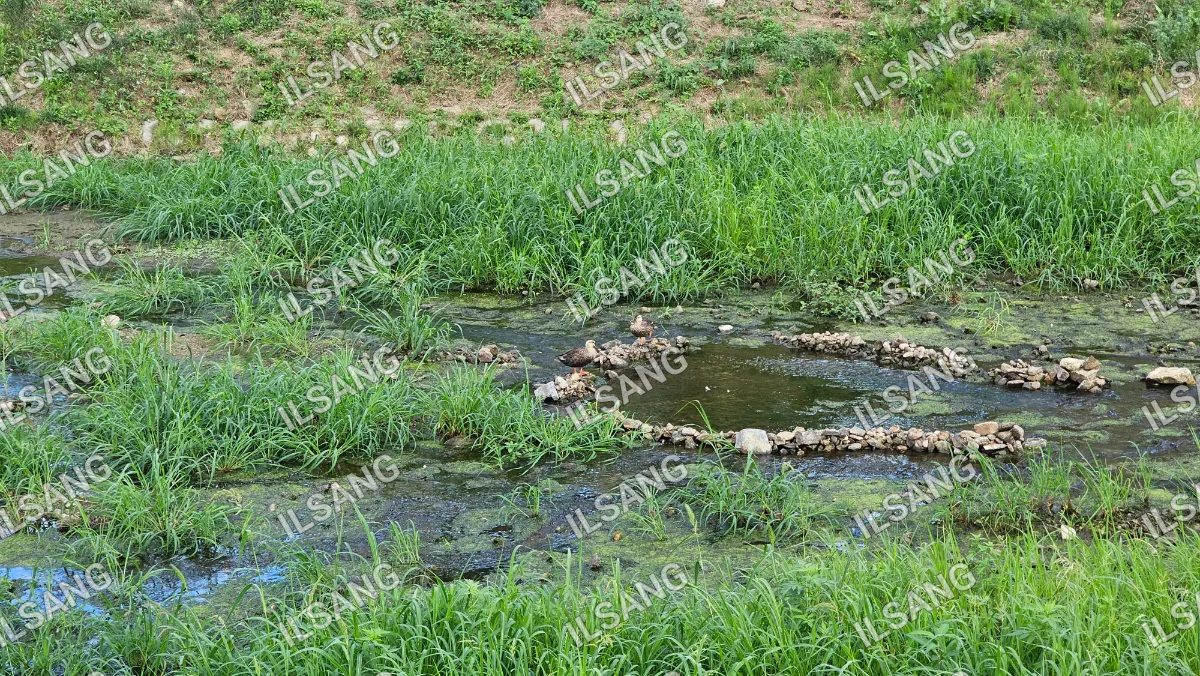 A pond with a rock circle in the middle of it.