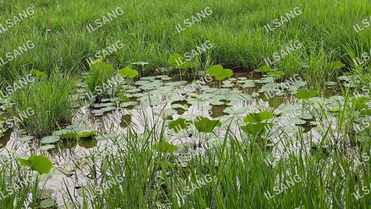 A pond with lily pads and green grass.