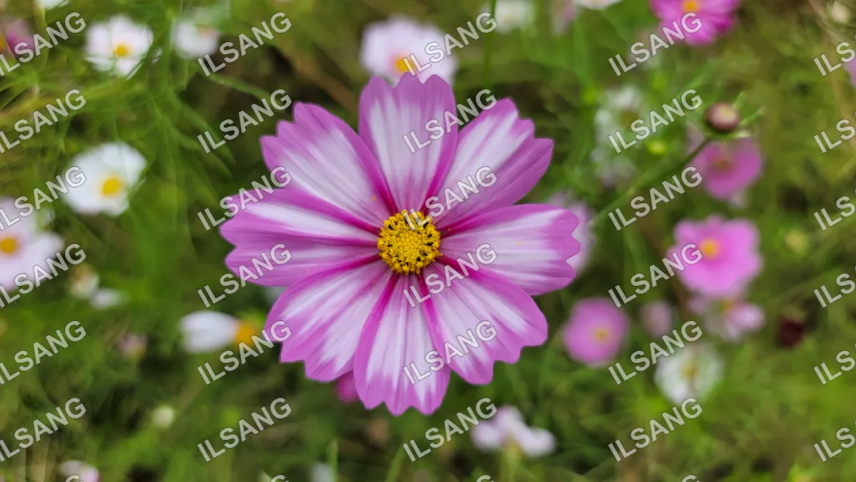 A purple flower with a yellow center is in a field of grass.