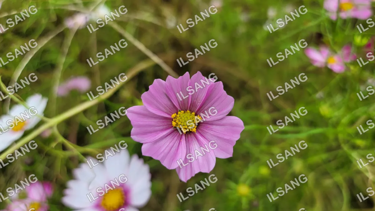 A purple flower with yellow center.