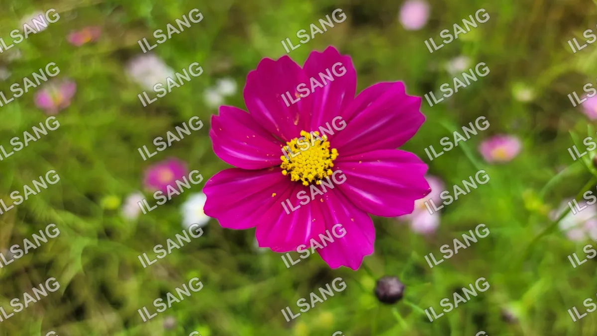 A purple flower with yellow pollen in the center.