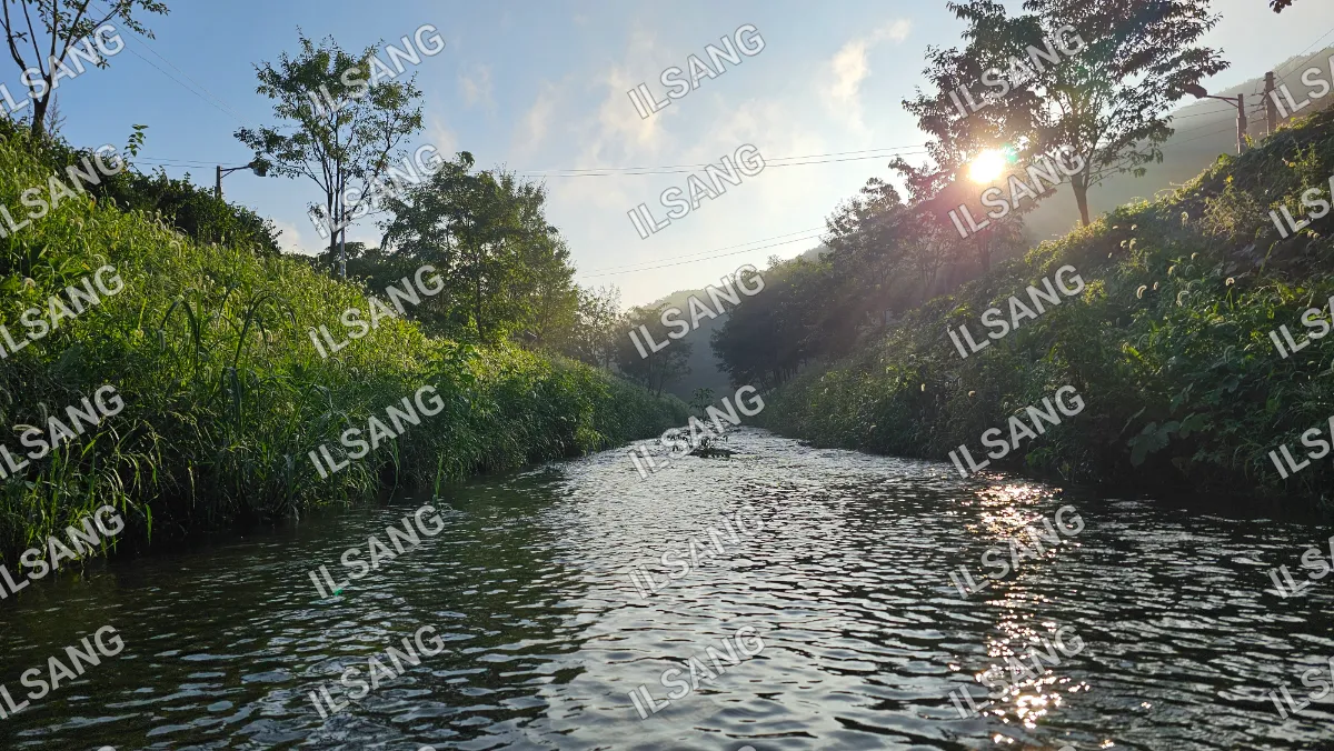 A river with a forest in the background.