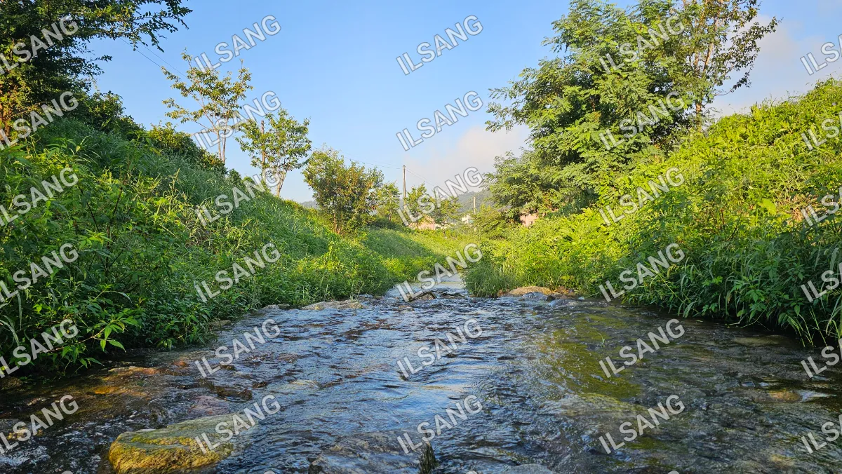 A river with green grass and trees in the background.