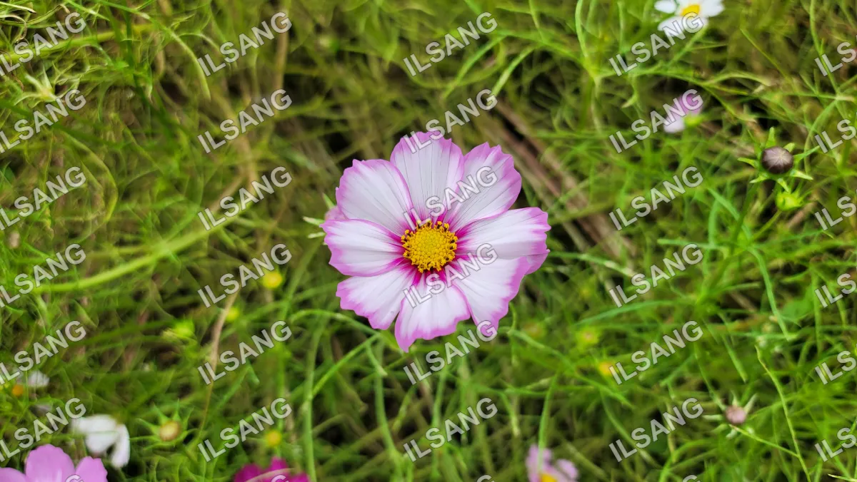 A small pink flower with a yellow center is surrounded by green grass.