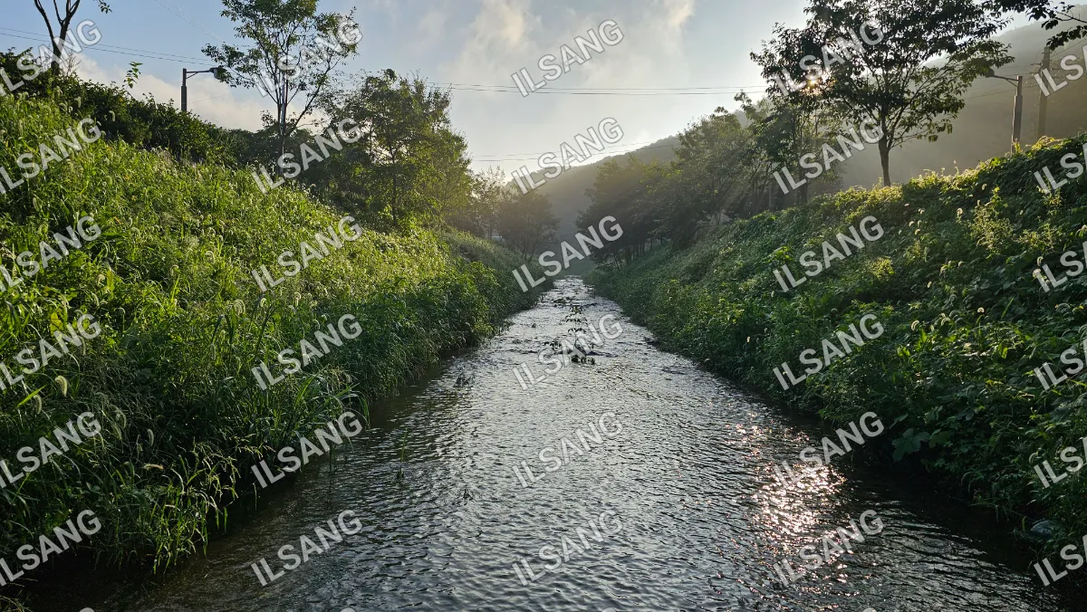 A small stream of water with a forest in the background.