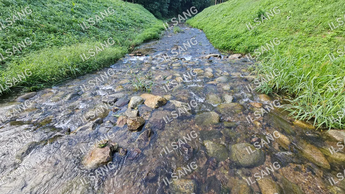 A small stream of water with rocks and plants in it.