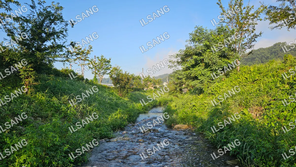 A small stream of water with trees and bushes on the side.