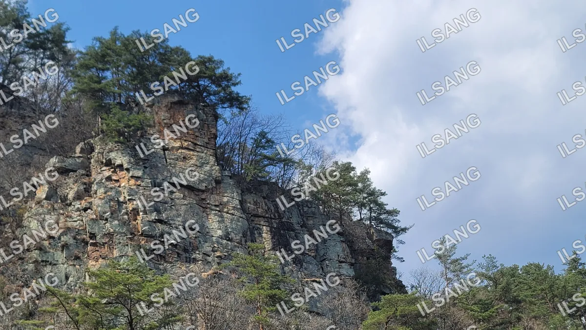 A tree covered hillside with a blue sky above.