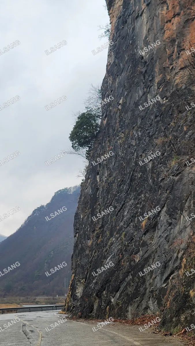 A tree growing on a cliff face.