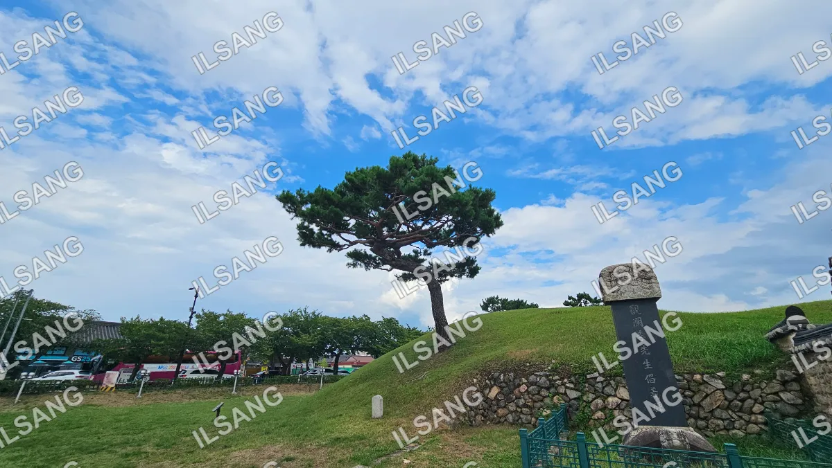 A tree is growing on a hillside with a stone wall in the background.