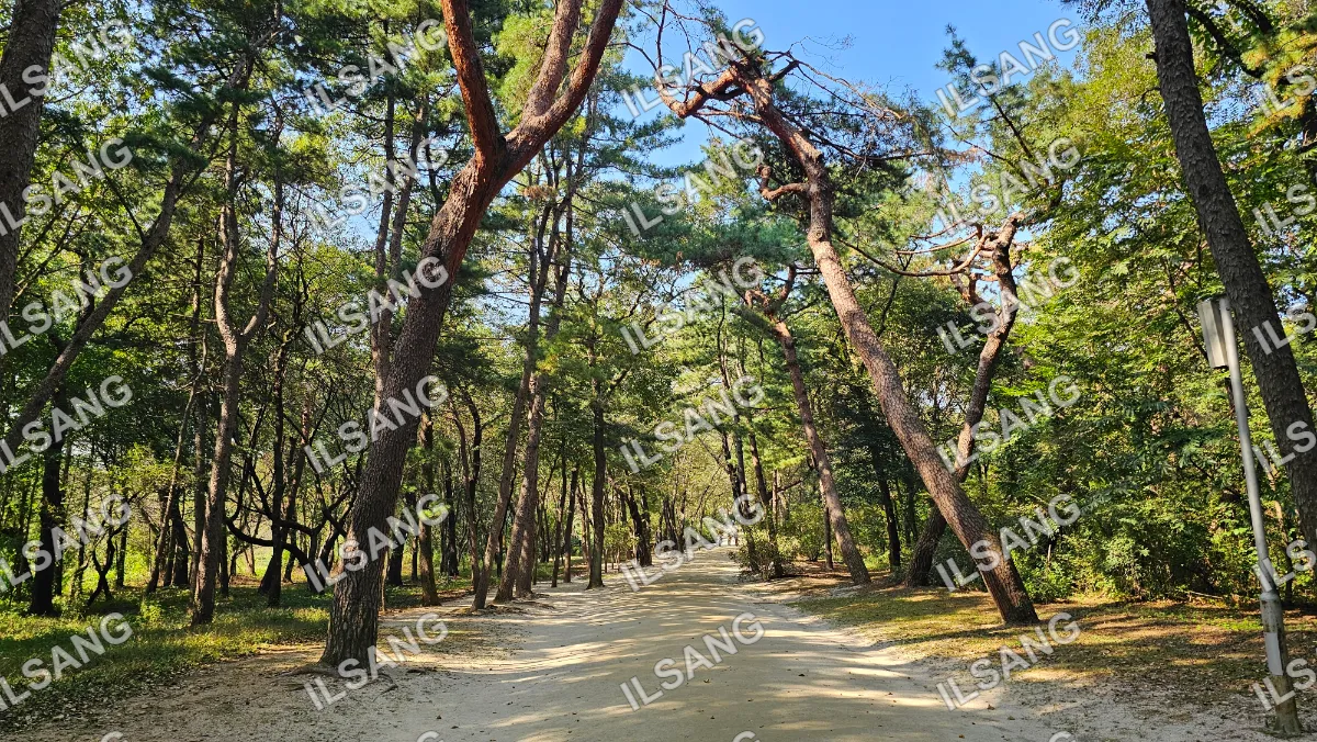 A tree lined pathway in a forest.