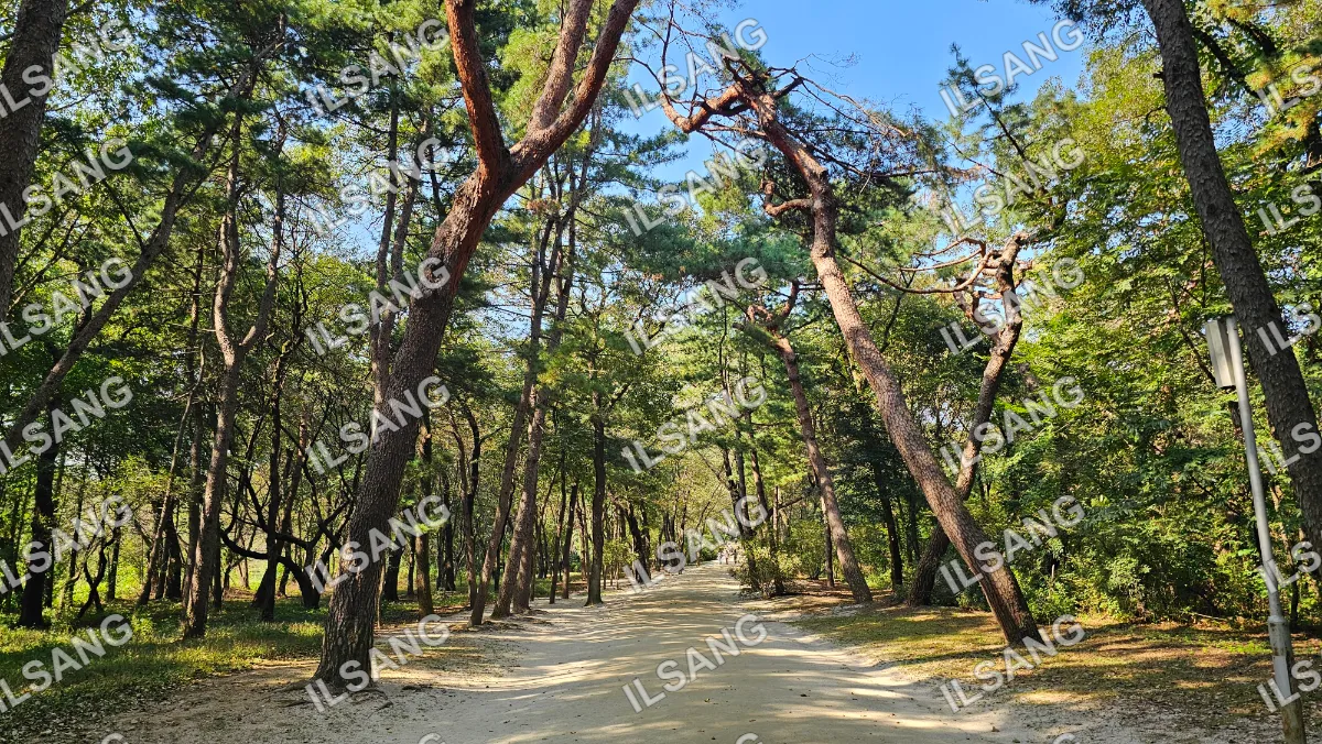 A tree lined pathway with a blue sky above.
