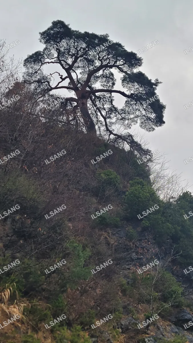 A tree on a hill with a rocky terrain.