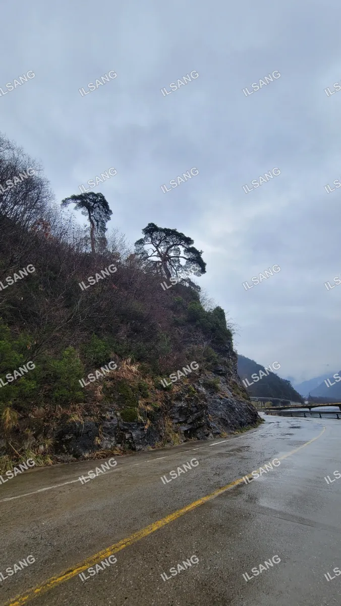 A tree on a hillside with a rocky terrain.