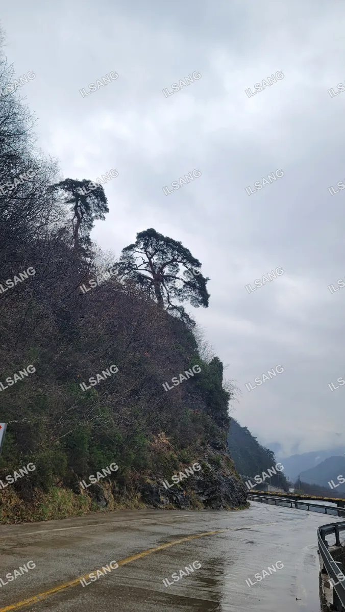 A tree on a hillside with a sign in front of it.