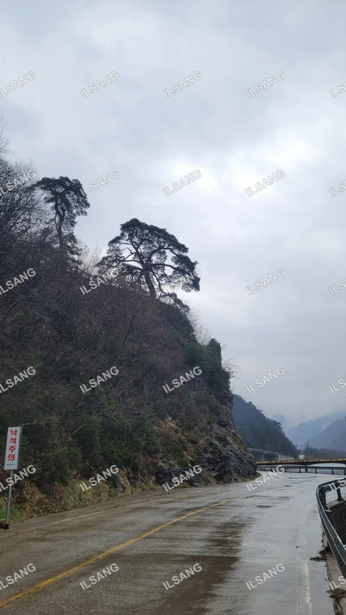A tree on a hillside with a sign in front of it.