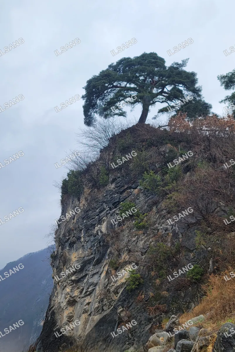 A tree on a rocky hillside with a cloudy sky.