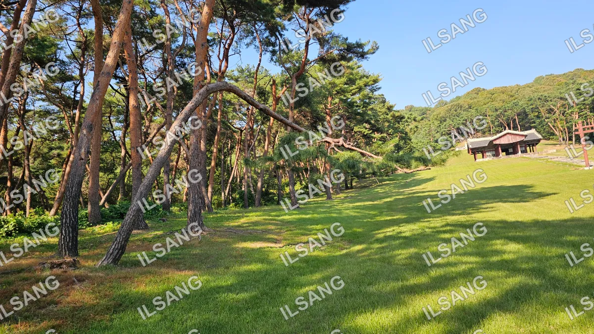 A tree with a bent branch in a field.