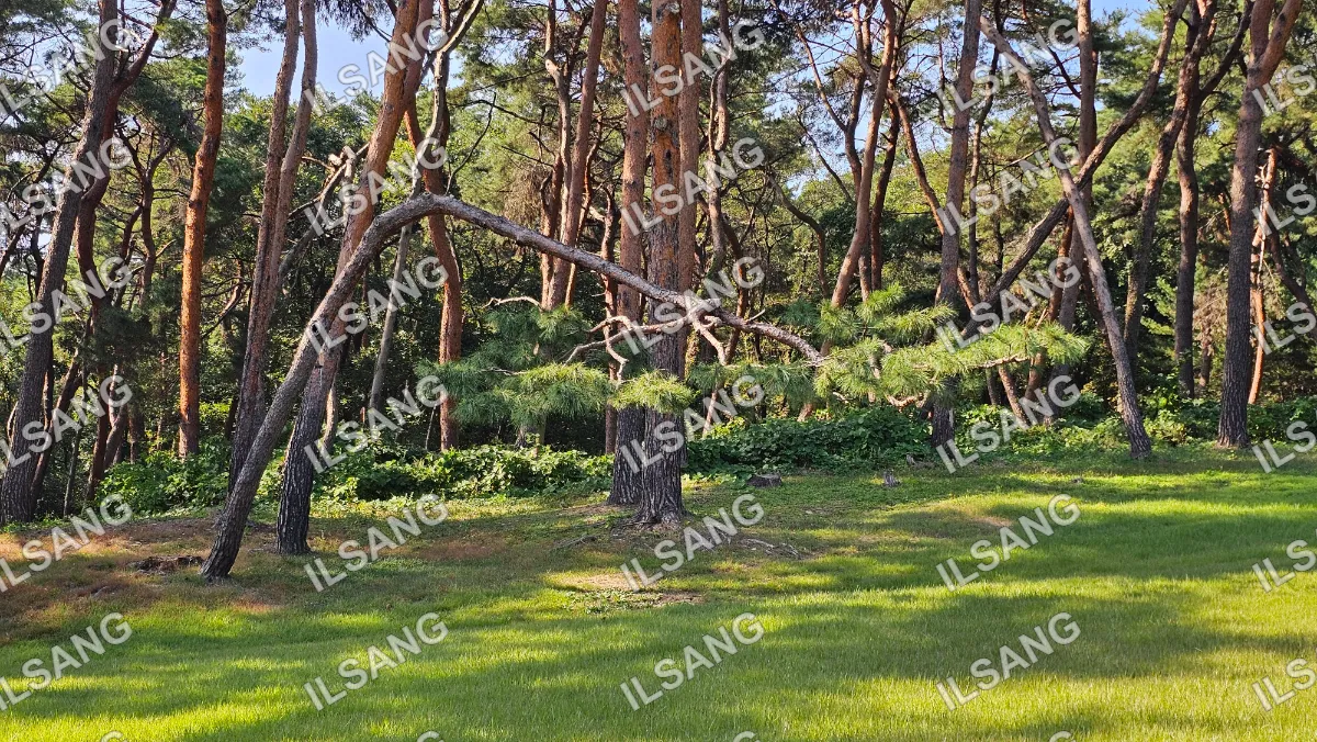 A tree with a large branch that is leaning over.