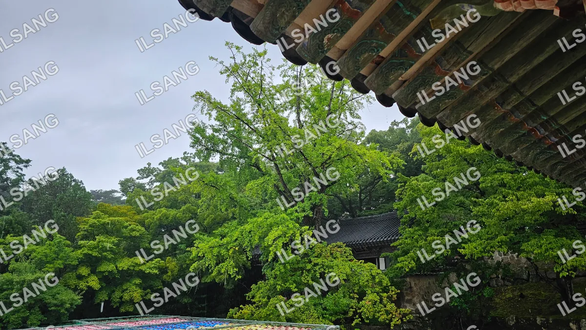 A tree with green leaves and branches.
