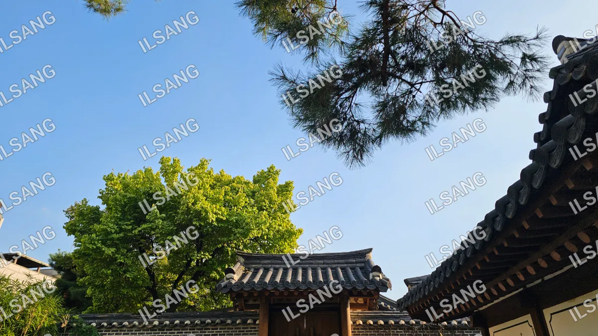 A tree with green leaves is in front of a building.