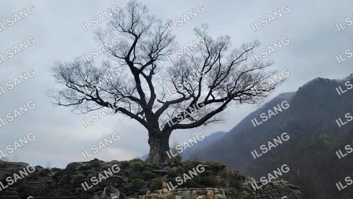 A tree with no leaves on it stands in front of a mountain.