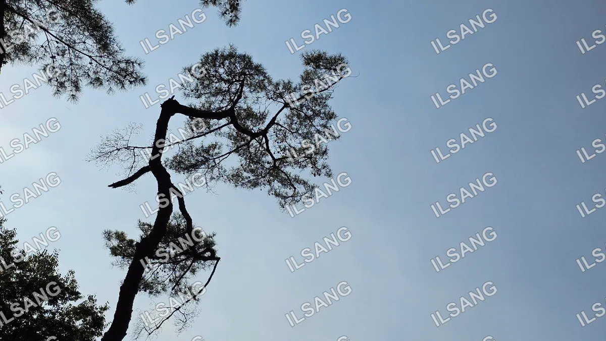 A tree with no leaves on it.